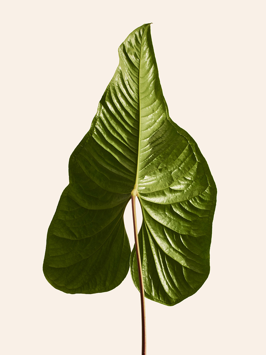 Orchard Piper - Photography by VICTORIA ZSCHOMMLER